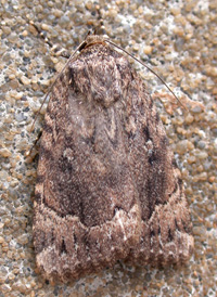 American Copper Underwing American Copper Underwing